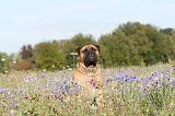 BULLMASTIFF 120